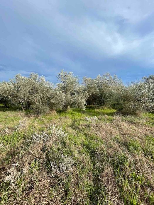 Продава парцел за бизнес с площ 1035м2 в Паралия Врасна,Северна Гърция