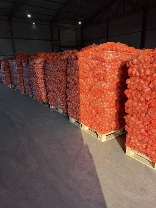 Ceapa 50/70 uscata sac 10 kg