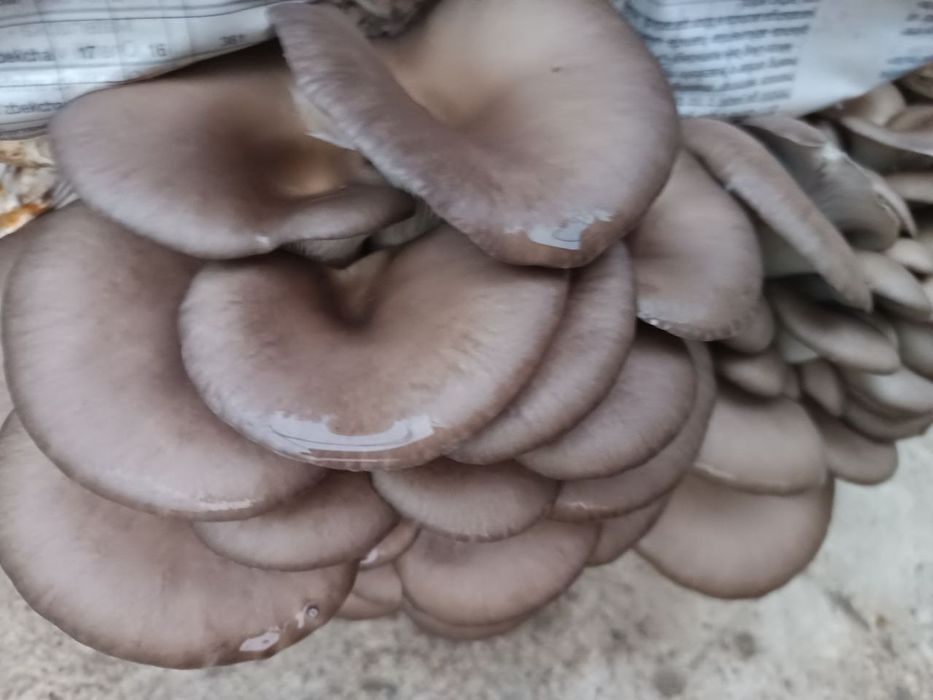 Грибы вишинки летние