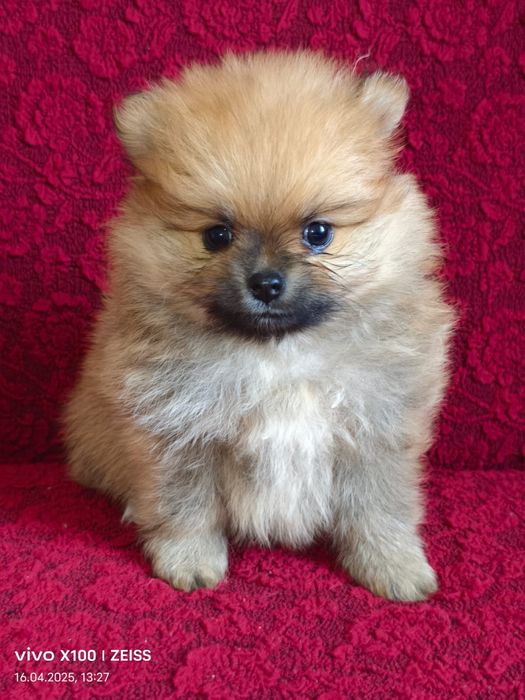 Очаровательные щенки шпица.