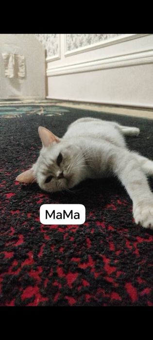 Продаётся кошки мама  с детьми