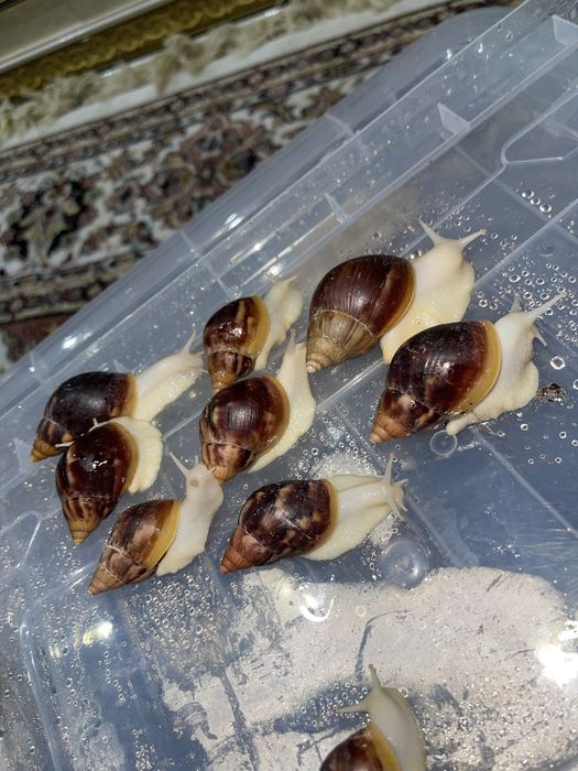 Axatina fulika Albinos
