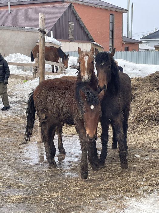 Семіз тай сатылады