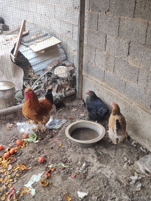 Курицы, тауықтар