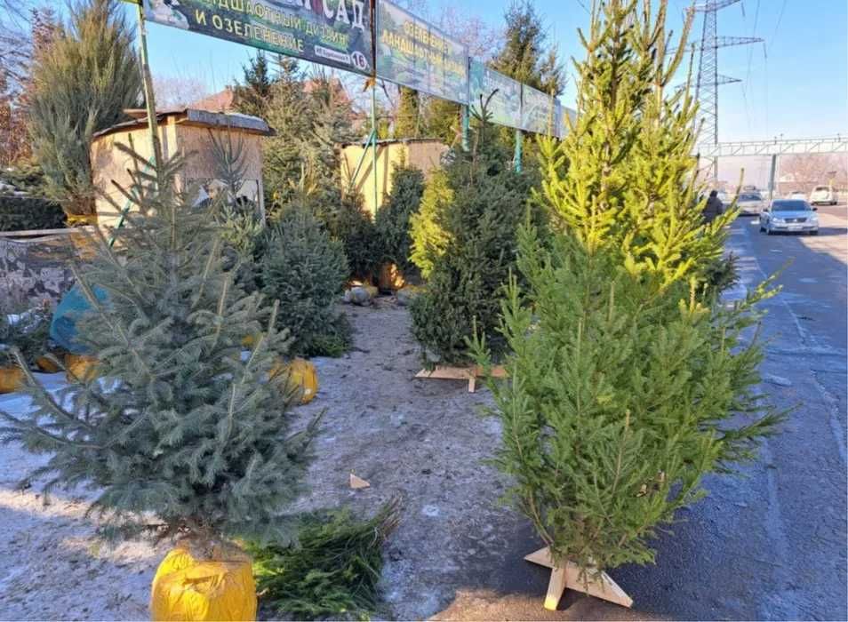Елка на новый год ЖИВАЯ ель наводняя в АЛМАТЫ - Прочие товары для дома ...