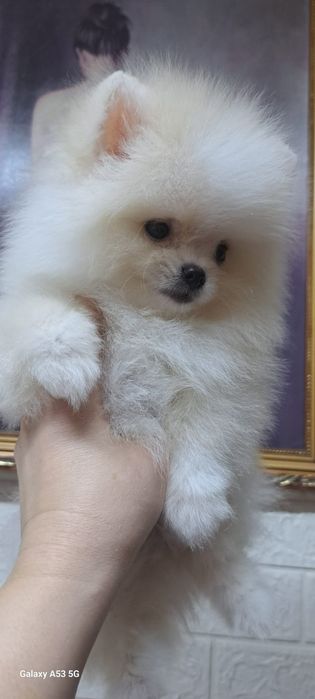 Продам шинковка шпица