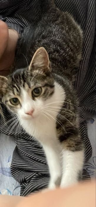 Două pisici adorabile pentru adopție – Brașov | Motan 1 an + pisicuță 5 luni