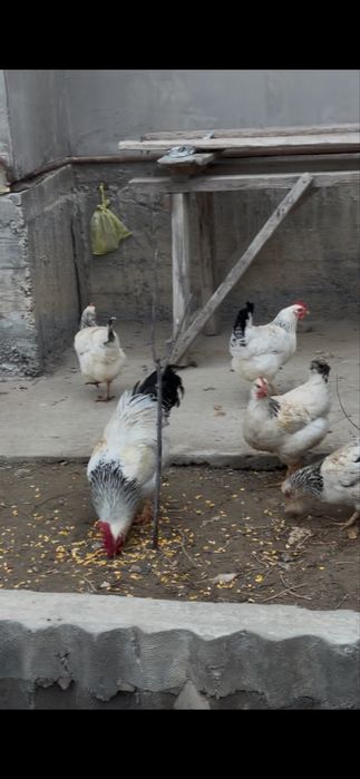 Адлер курица тауык