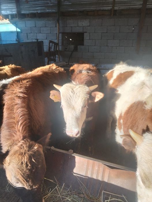 Бычок бука сатылад