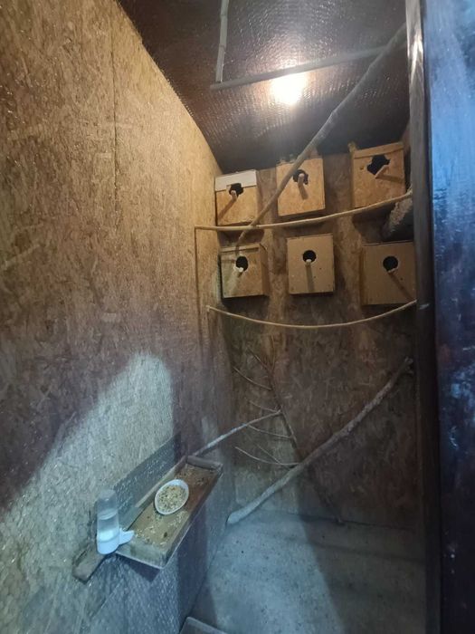 Продавам папагали