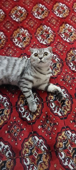 Зотдор мушук сотилади.