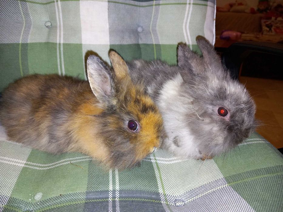 Iepure Mini Toys Iepure de Companie