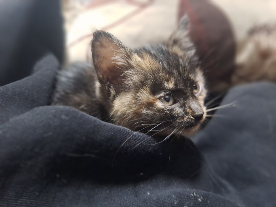 Кошечка в хорошие руки