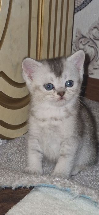 Mushuk scottish fold serebristaya shinshilla. Серебристая шиншилла кот