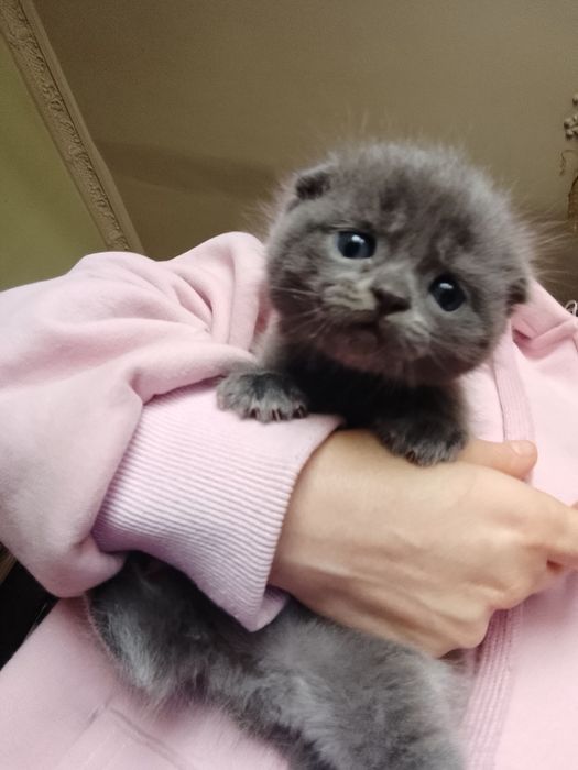 Мушик болалари бор соглам  нархи 100$