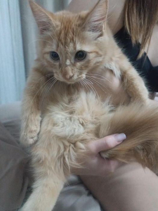 Отдаём кошку доброе руку