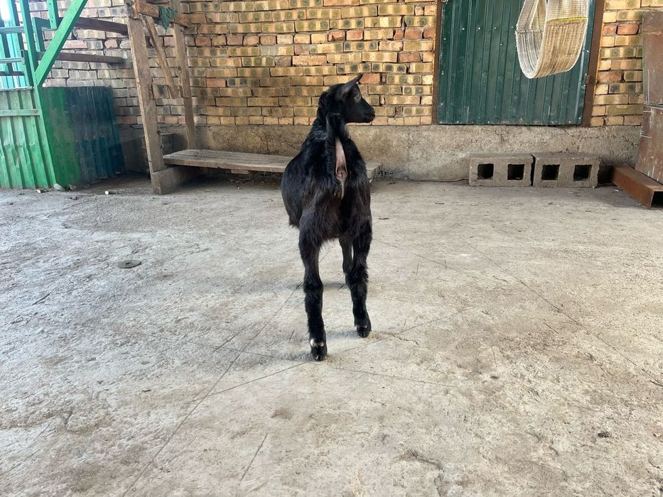 Продам козлят (мальчики)