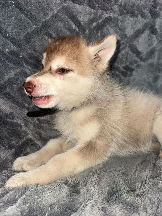 Готов к продаже щенков Хаска