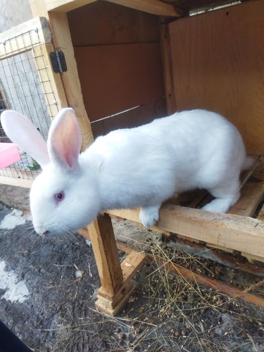 Продам кролика, крол