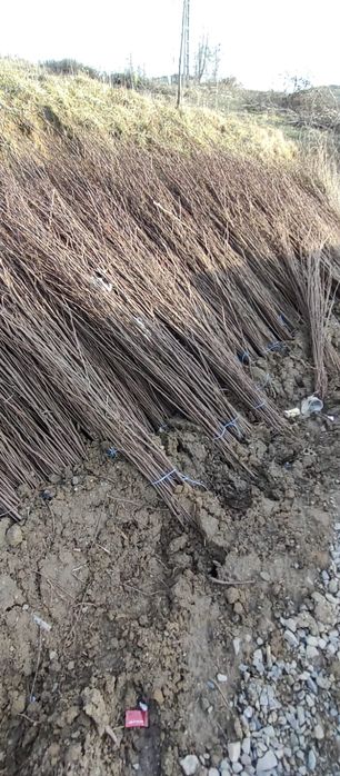 Puieti salcâm frasin fag carpen ulm plop mesteacăn brad molid Tei arin