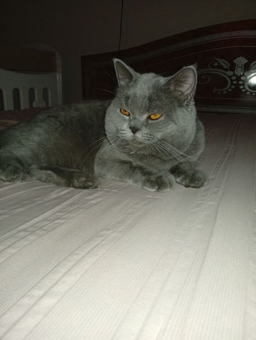 Britan mushugi  sotiladi