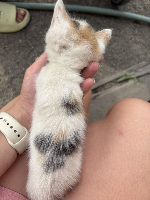 Котятки ищут дом