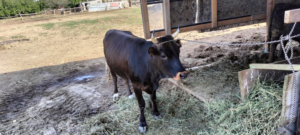 Семиз сиыр 4 ай байланган