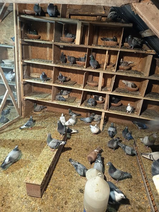 Porumbei voiajori viteza, maraton