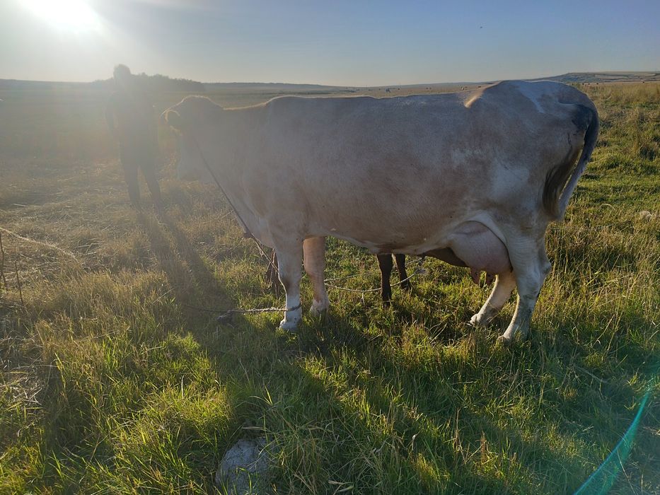 vaca de vanzare.