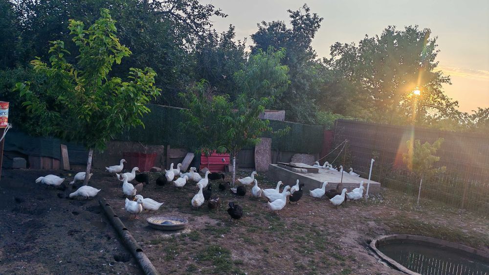 rate Pekin si Cayuga de vanzare