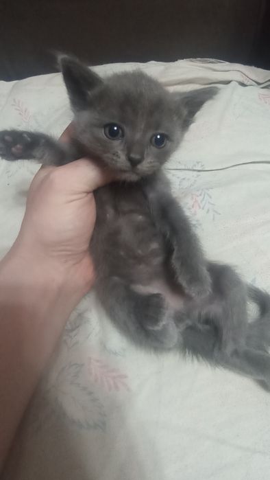 Отдам в добрые руки котят
