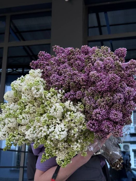 Сирень - новая поставка