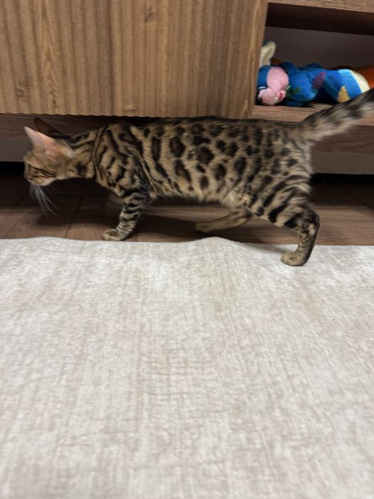 Котенок бенгал 4 месяца, девочка