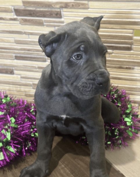 Отличная девочка продажа