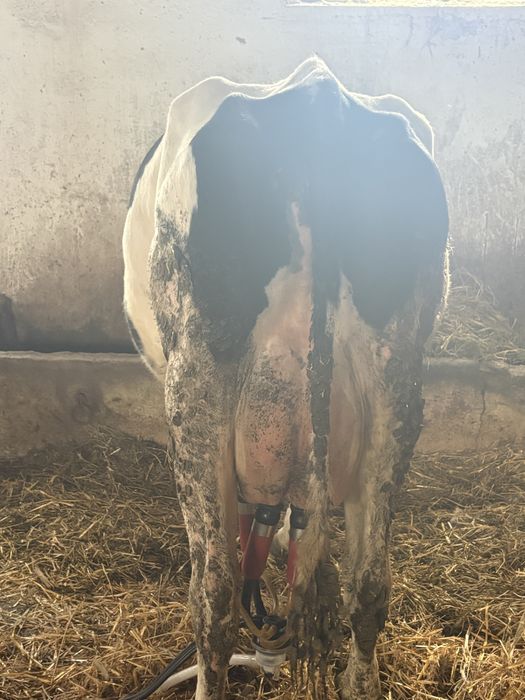 Vaca holstein gestanta in 2 luni cu al 3 vitel