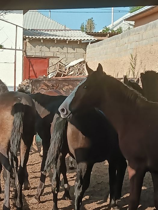 Тай бар согымга ..