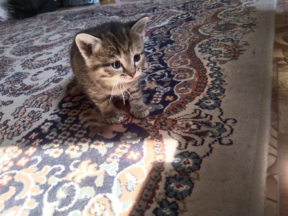 Отдам даром котят девочки