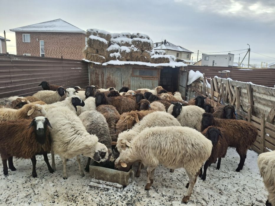 Семіз қойлар,бараны