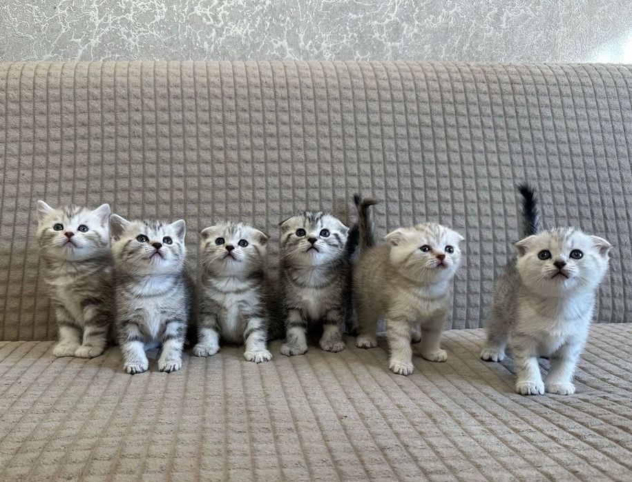 Шотландские котята
