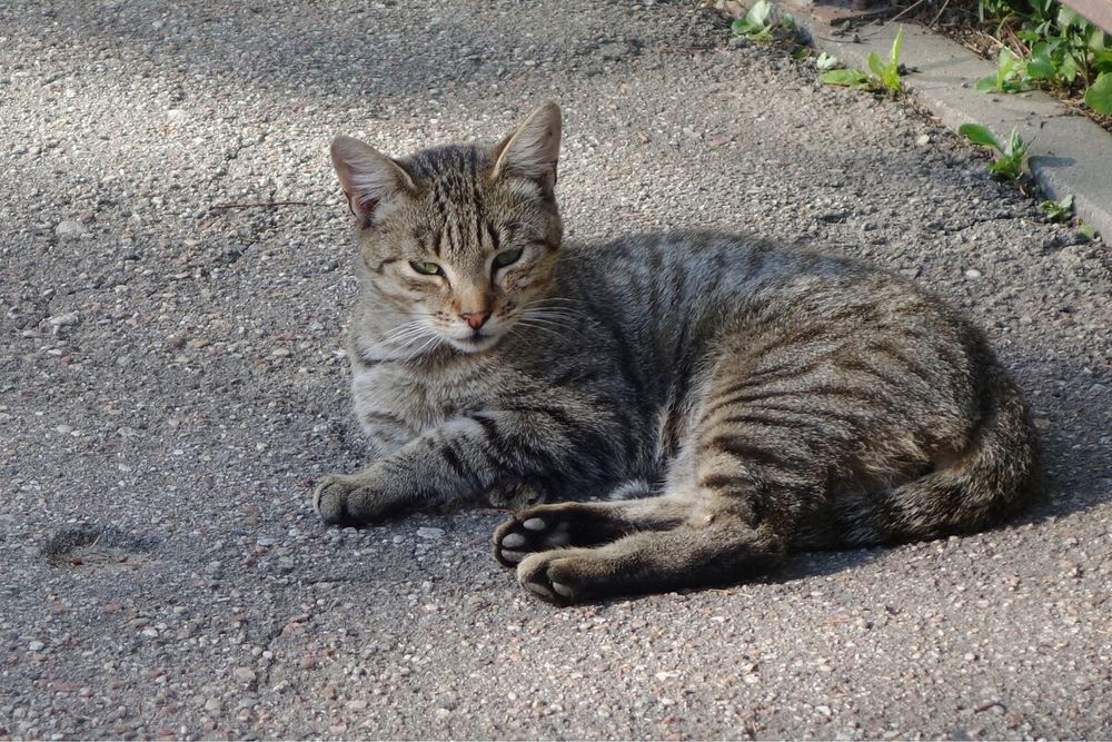 В добрые руки кота отдаем /bepul yaxshi qollarga