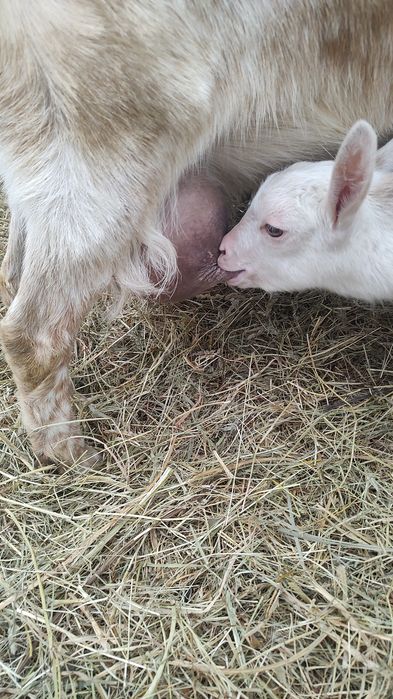 Se vind capre Saanen