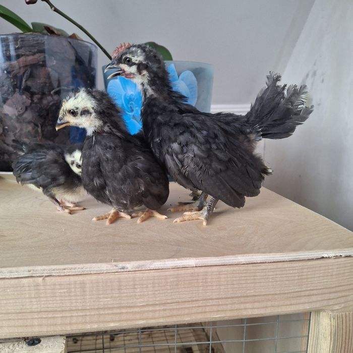 Курочки породы шабо