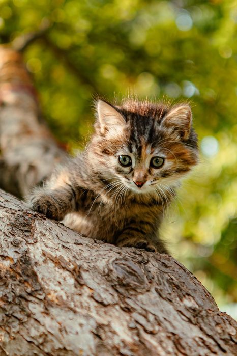 Котята бесплатно