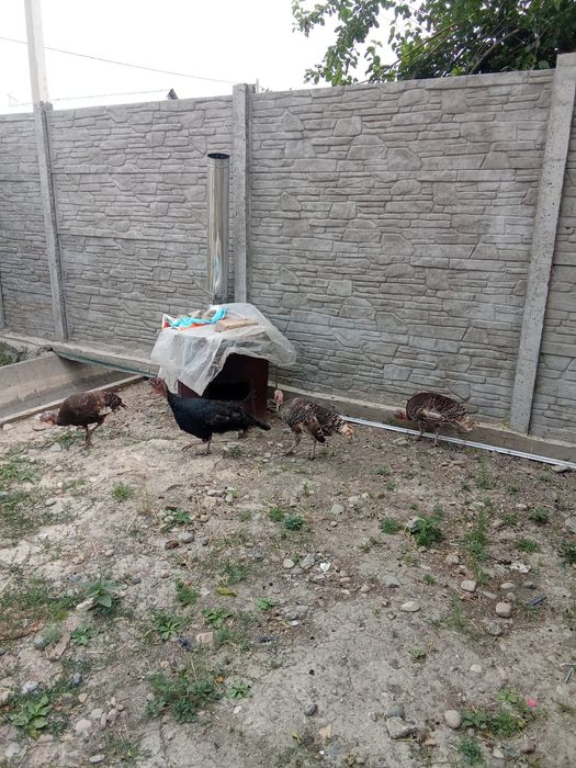 Үндік Түйе тауық