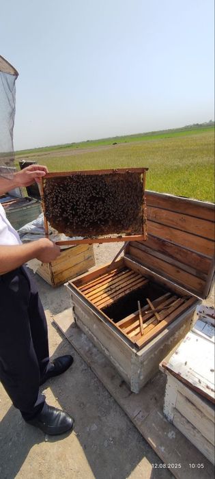 Asalari oilasi sotiladi