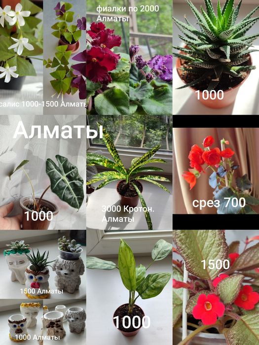 Фиалки , цветы комнатные