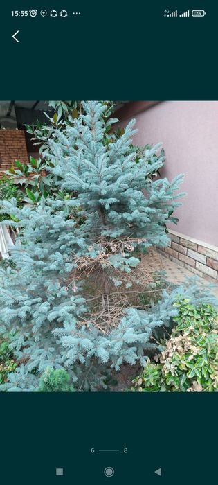 Archa kesish dorilash xizmati