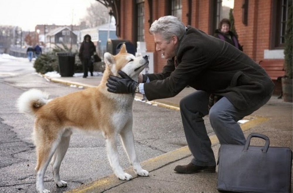 Акита ину продаю собаку