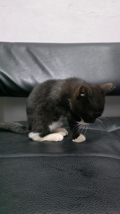 Ищу дом котенку девочке