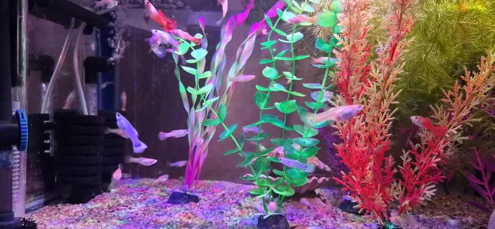Donez pești guppy